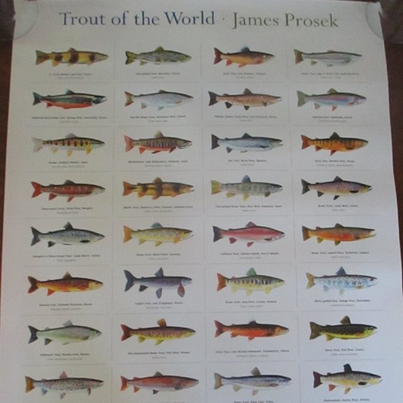 Art James Prosek Trout Of The World Poster From The 203 Book Of